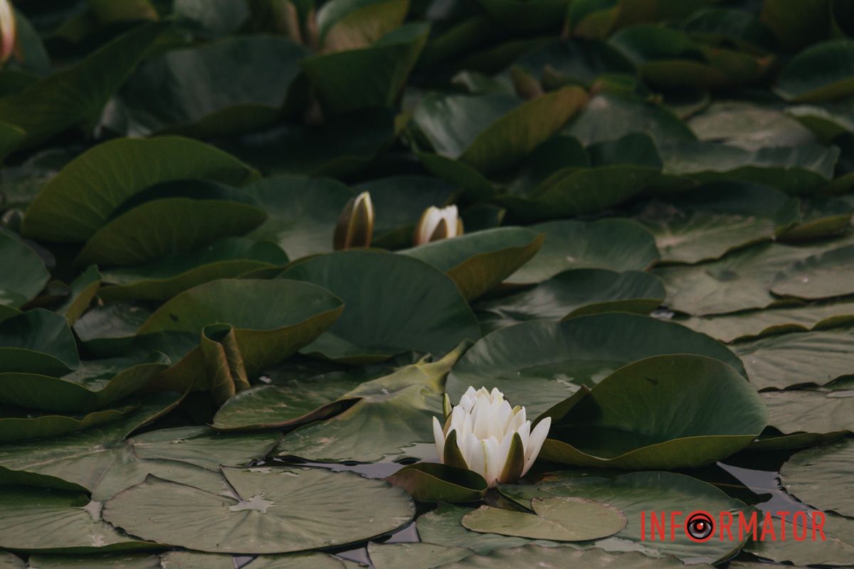 Що жовтим полум’ям палає.