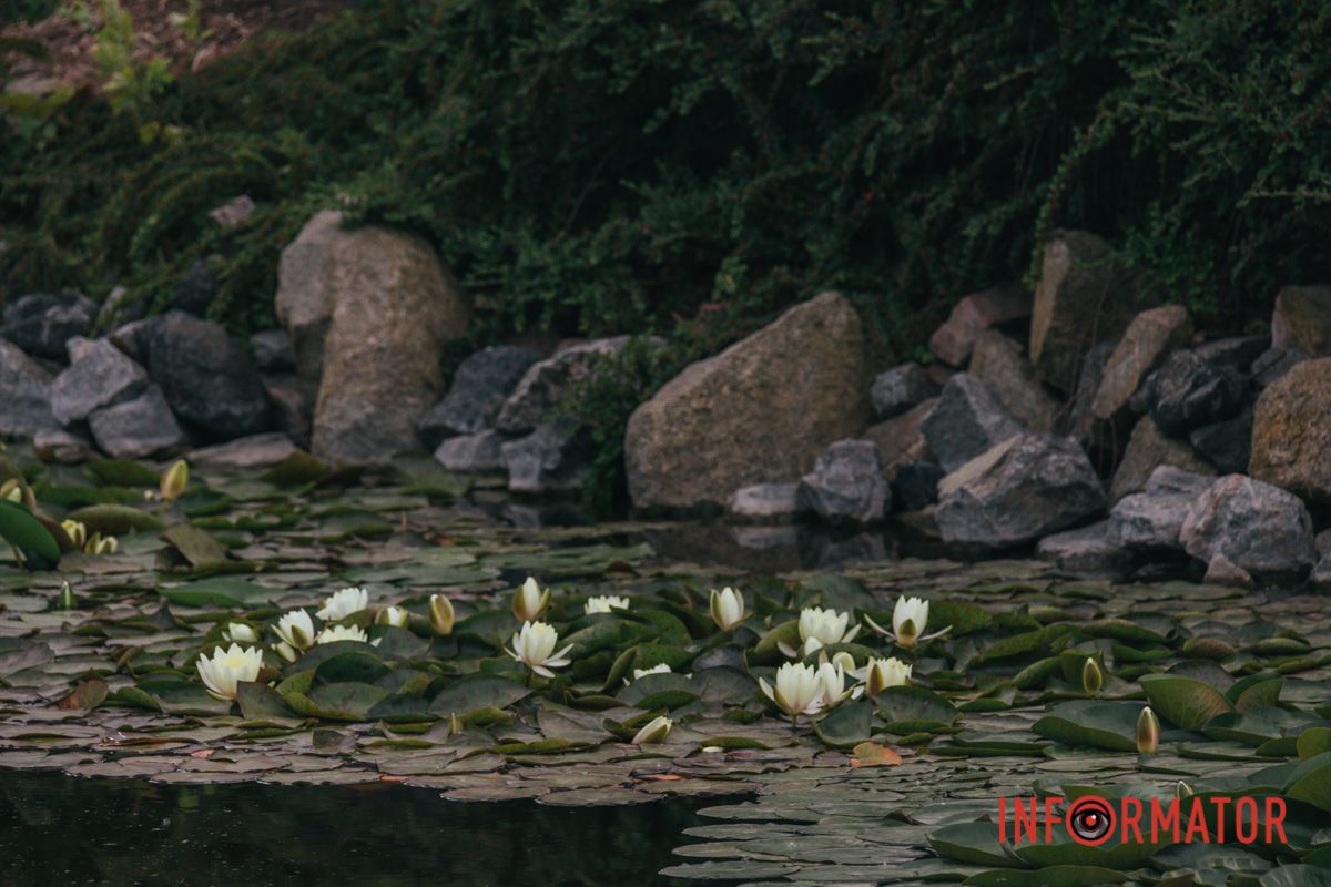 Розкішне, пишне, променисте,