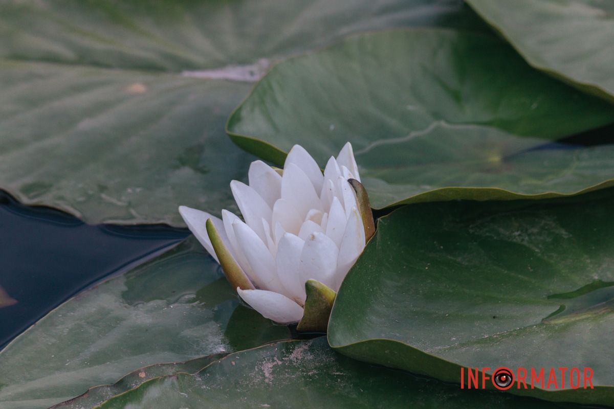 Що бачила в ріці латаття.