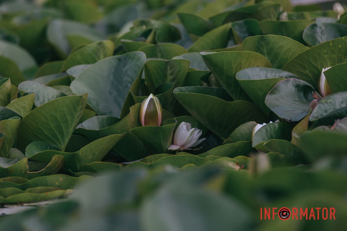 Цариця вод, краса нетлінна: