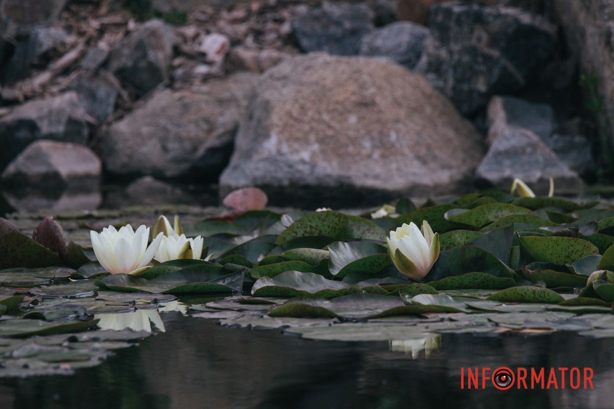 І в пелюстках вогонь тримає,