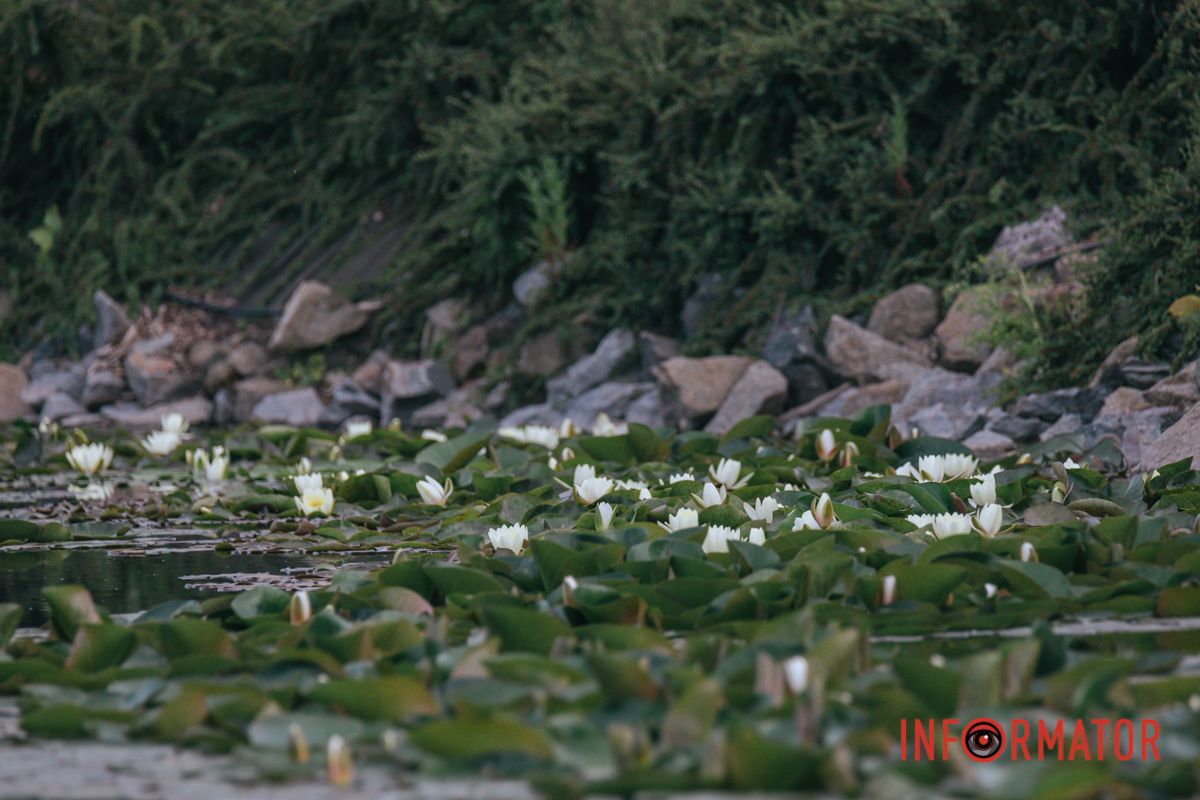 Вкриває воду круглим листом