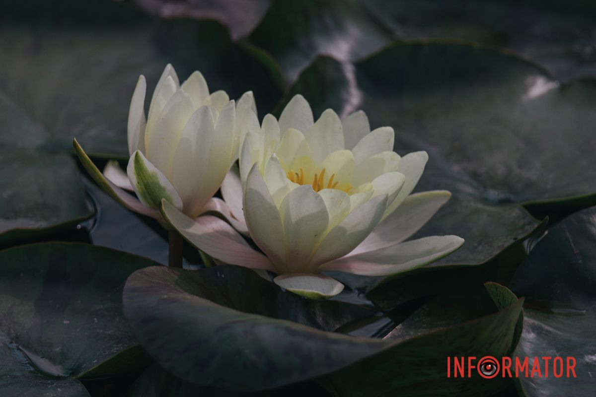 У захваті спішу сказать я,