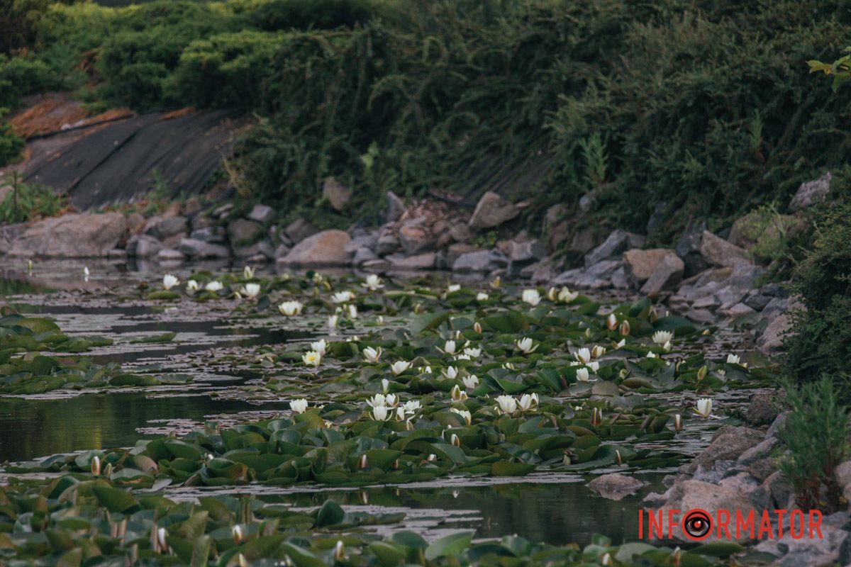 Подумай лиш: проста купава