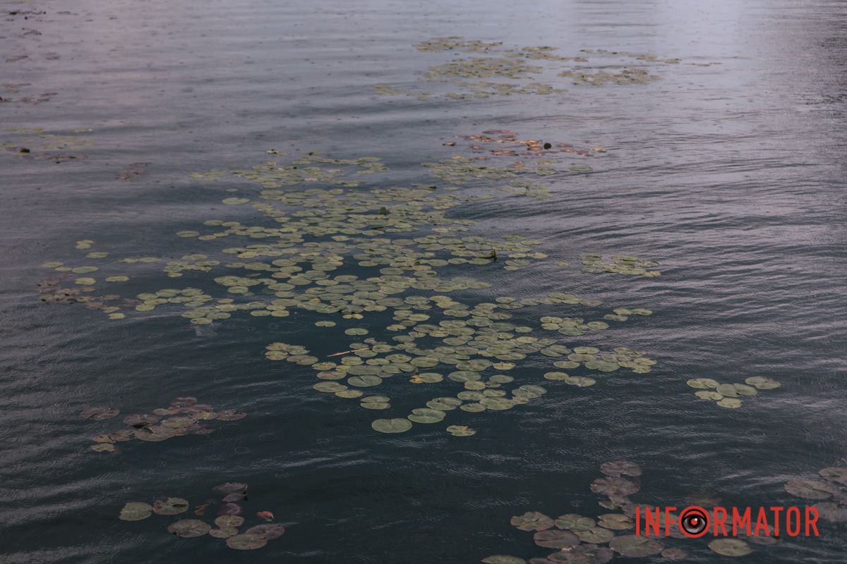 Нагору квіткою пробилась.