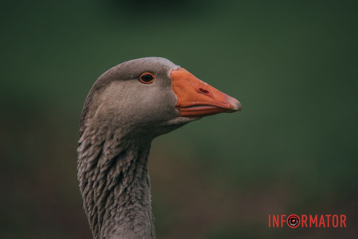 Якщо приблизити фото, то можна побачити маленькі зубки
