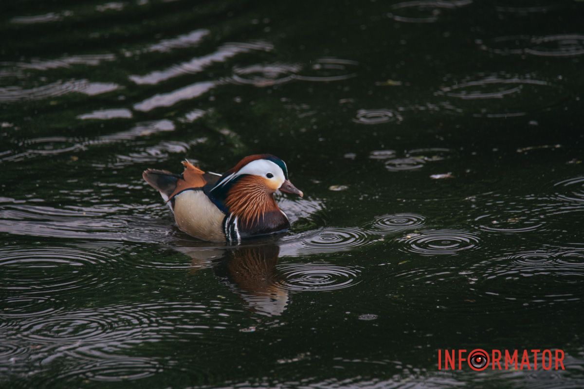 Яких птахів тільки не побачити в яхт-клубі