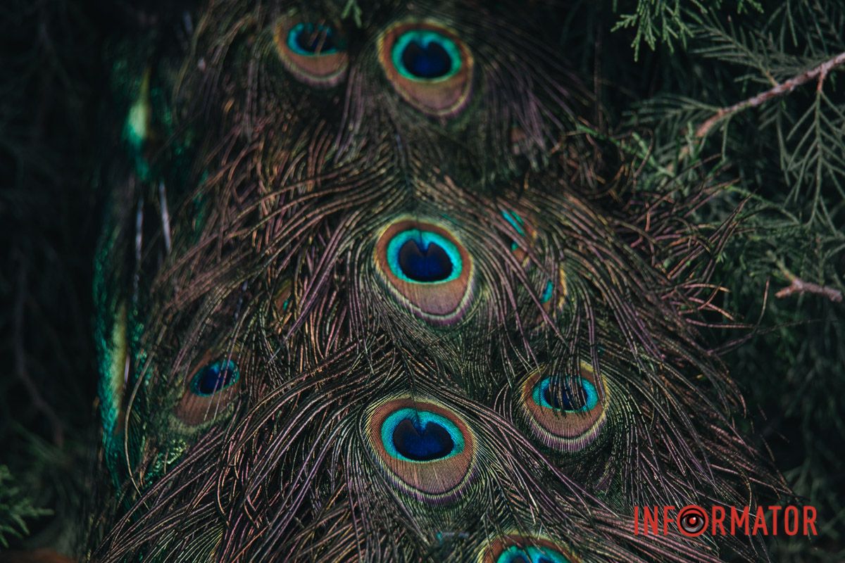 Ви знали, що з пір'я павичів можна робити декоративні елементи?