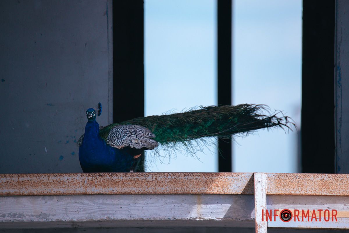 Усі бачили пір'я?