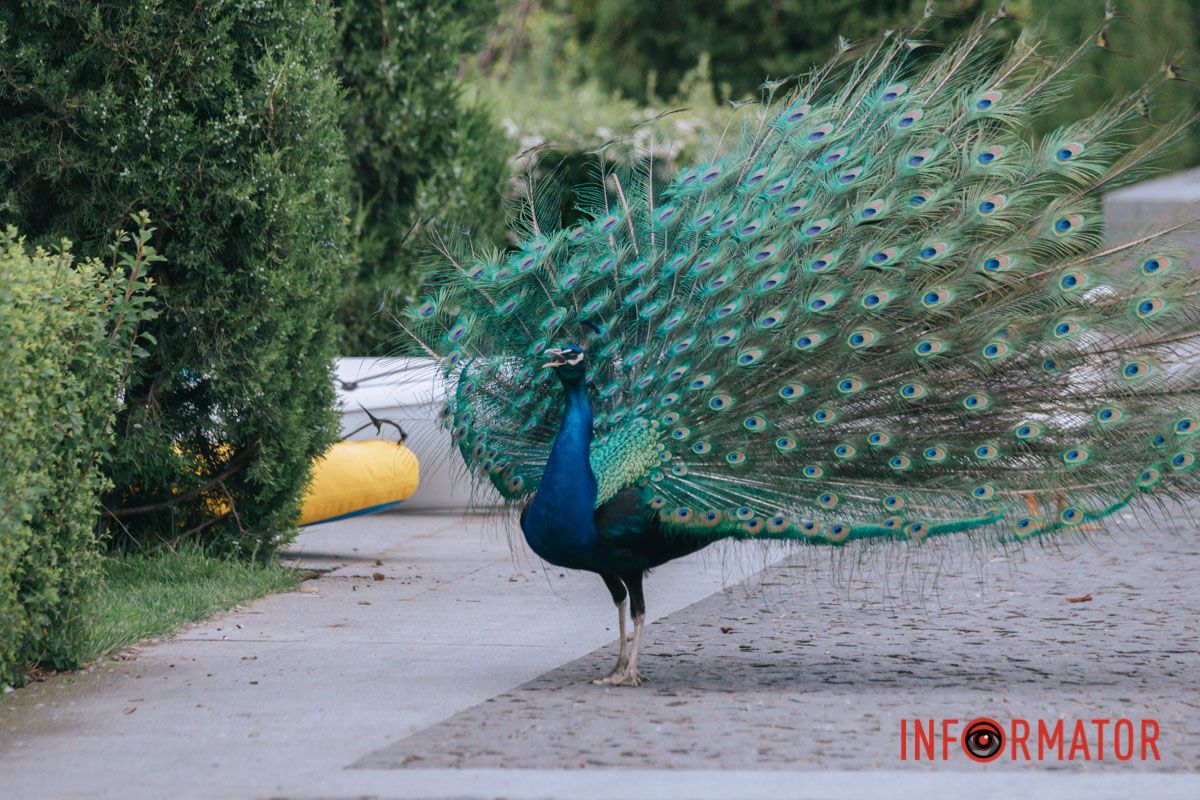 Бачили? Фотографуйте"