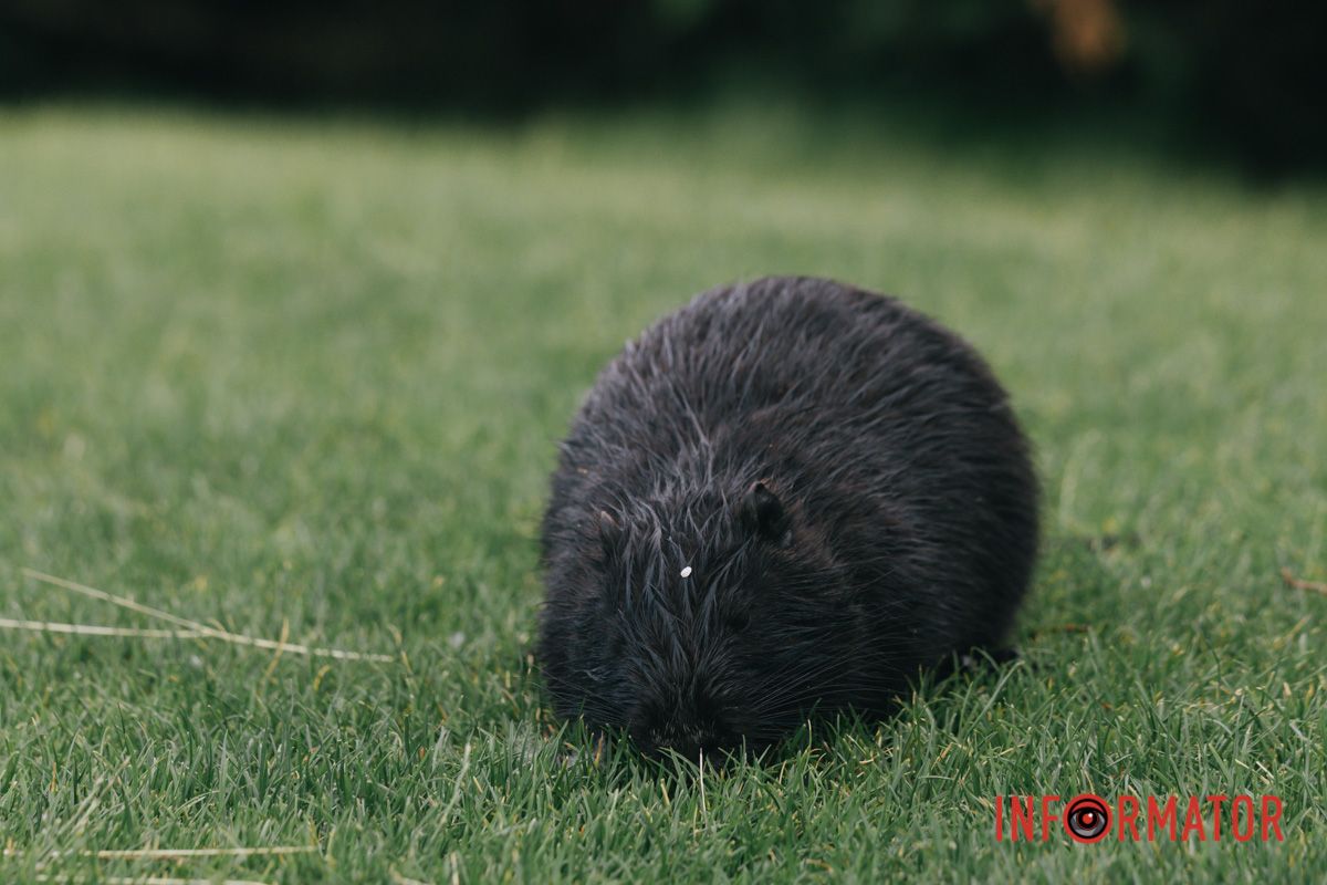 Бобр кур...а ні, це нутрія 