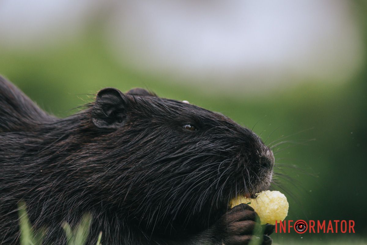 Цей погляд...