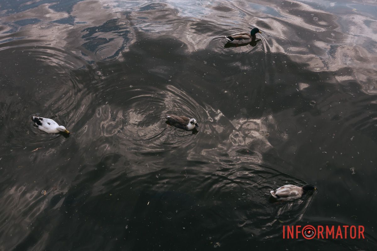 Пливуть по справах