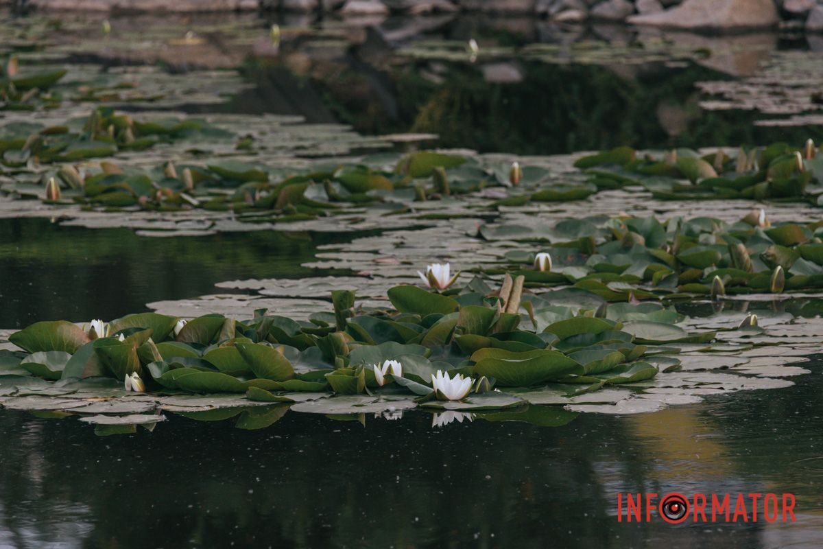 На сайті dp.informator.ua ви можете знайти чимало чудових фото