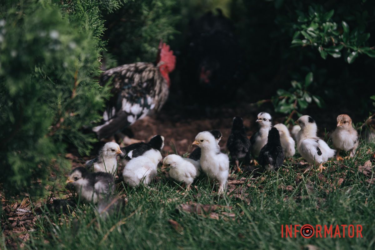 Маленькі крила, великі мрії