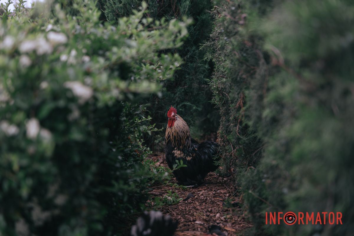 Він тримає цей район і це не Патрон