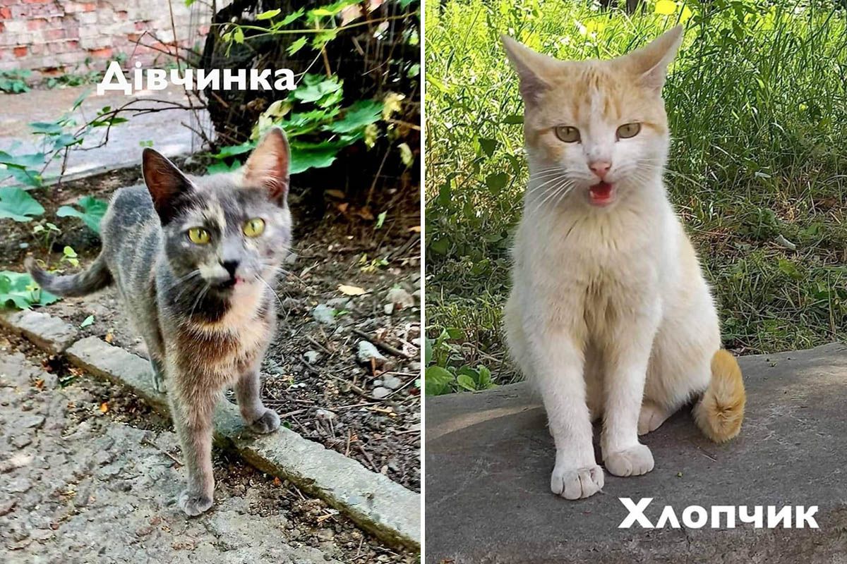 Дівчинка та хлопчик  Дівчинка та хлопчик