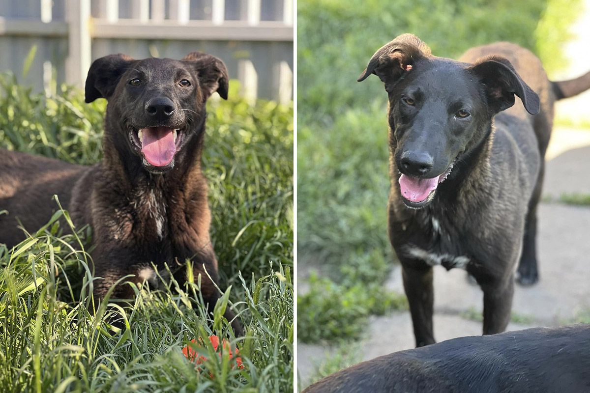 Пушистики ищут дом