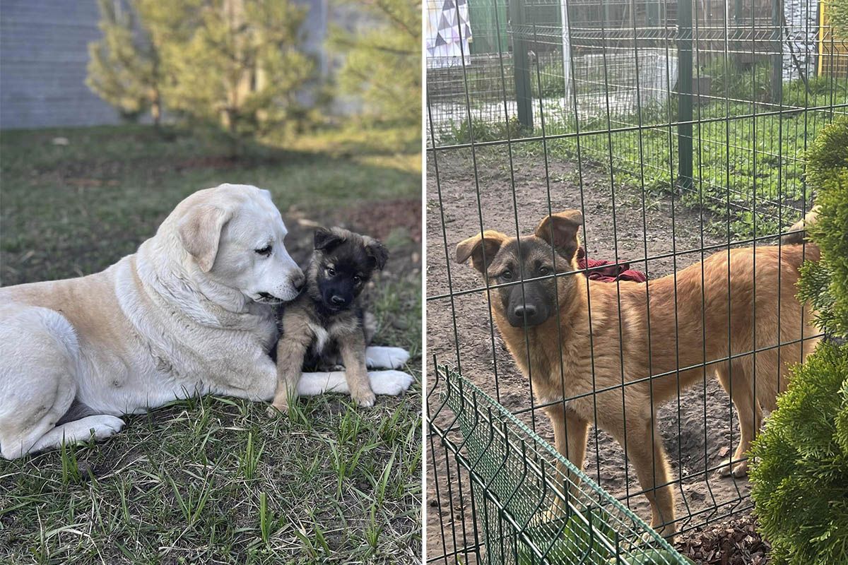 Убежище «Лучик надежды»