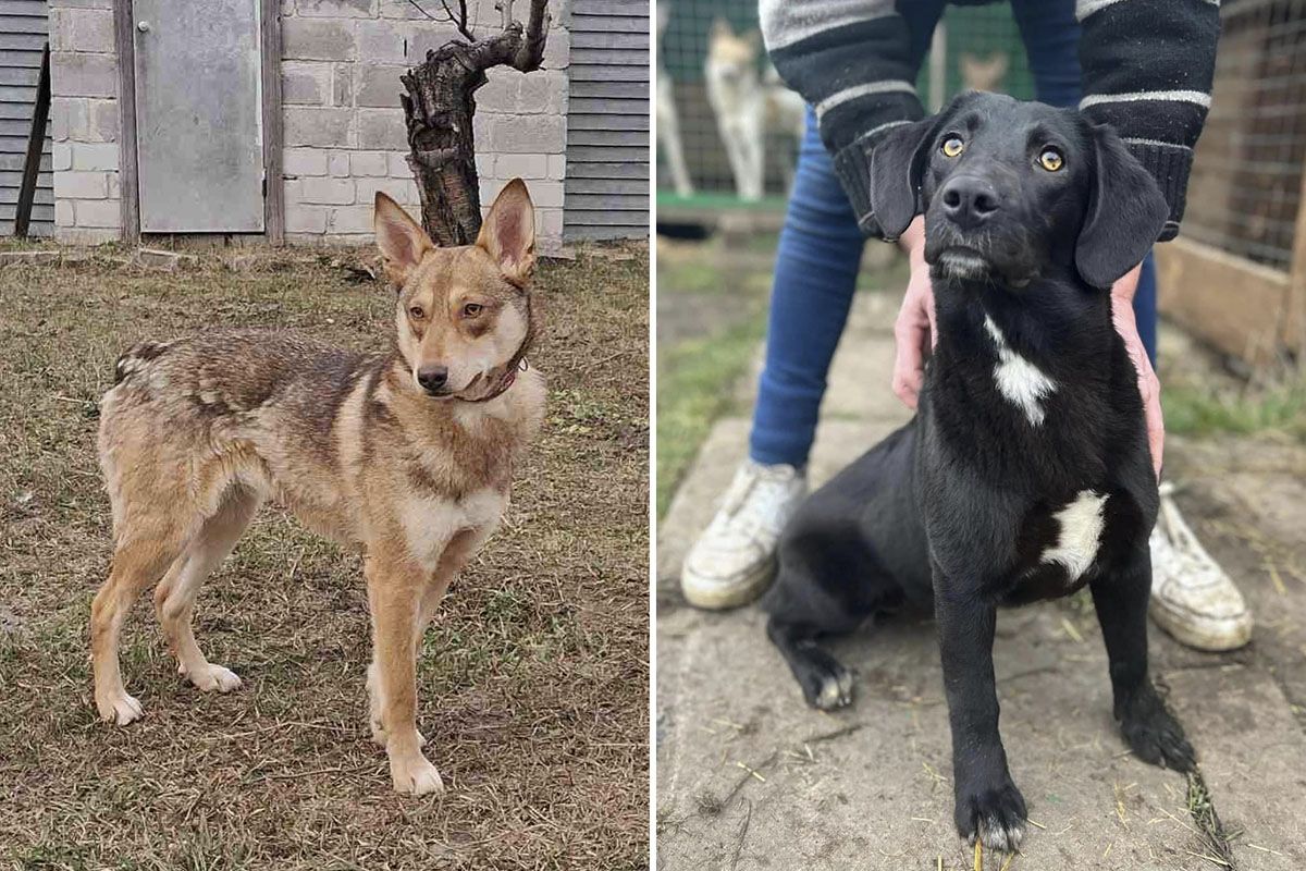 75 хвостиков: 43 собаки и 32 кошки