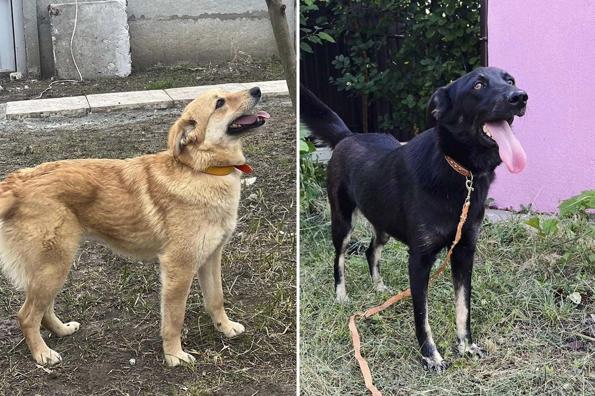 Убежище нуждается в помощи