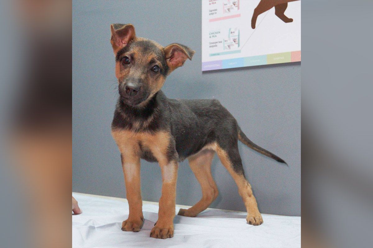 Джесі Джесі