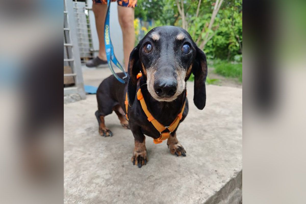 Ці очі Ці очі