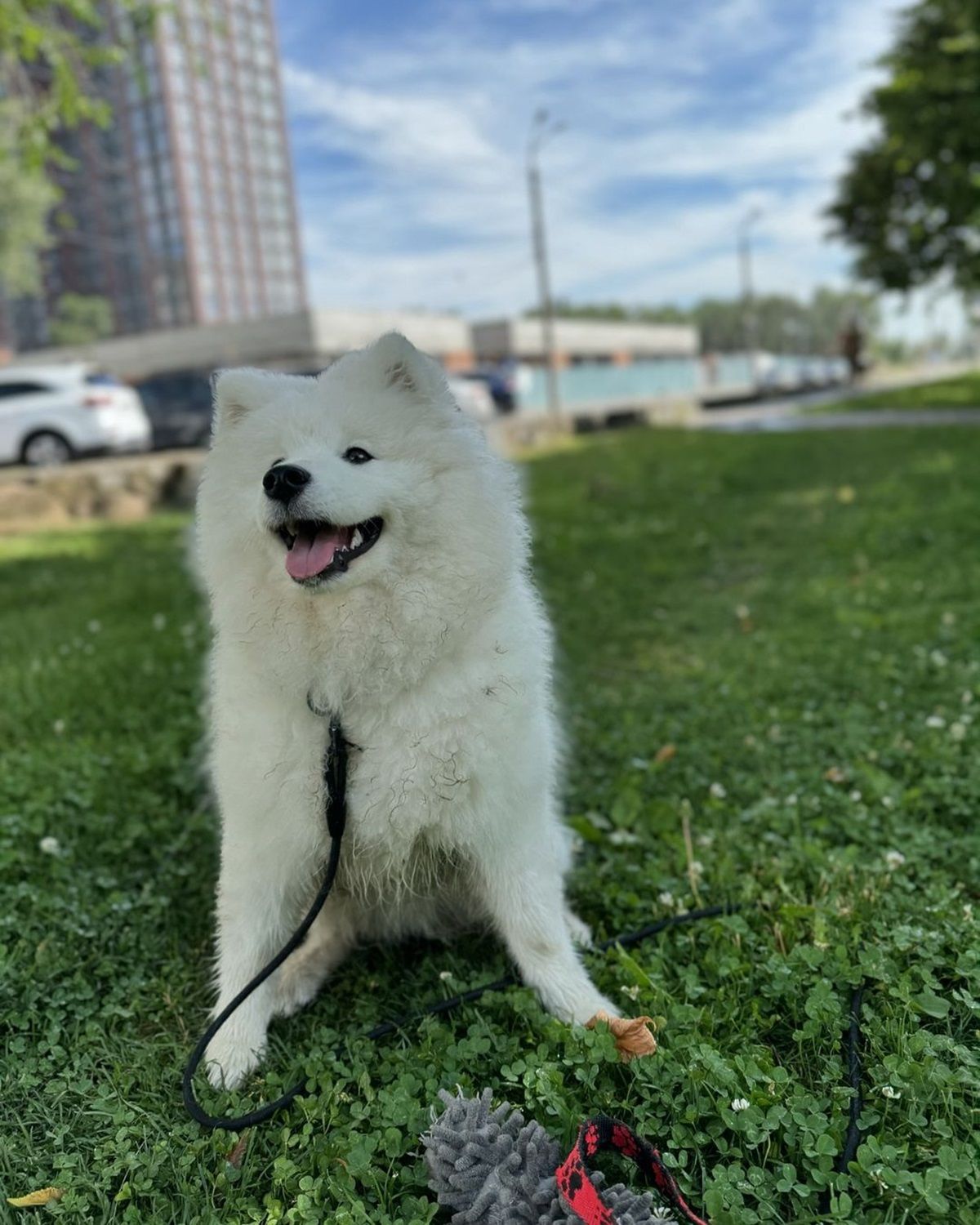 Фото: @gera_samoyed