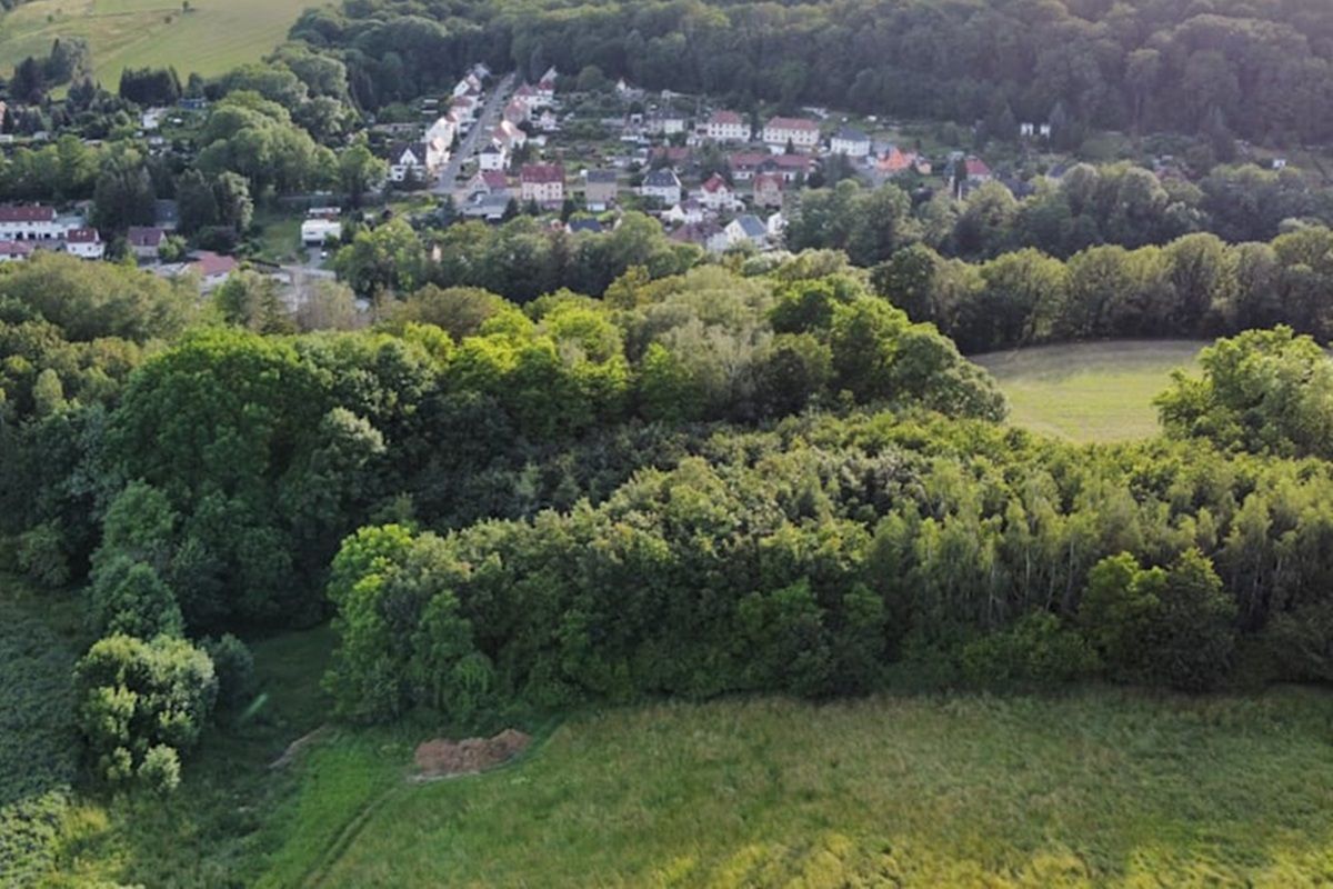 Ліс, де знайшли тіло Валерії