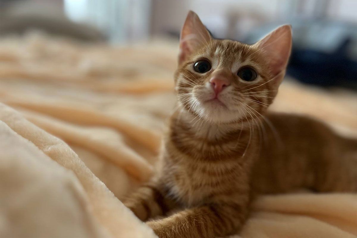 Это - Рыжий Это - Рыжий