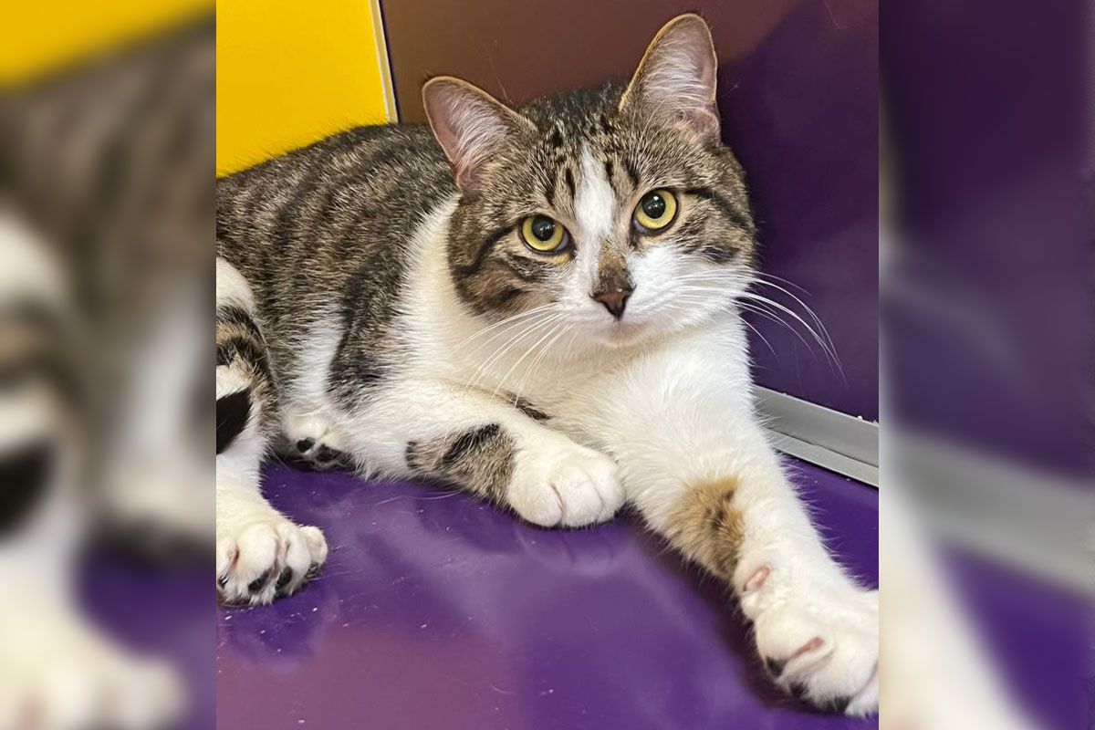 Это - Муркотик Это - Муркотик