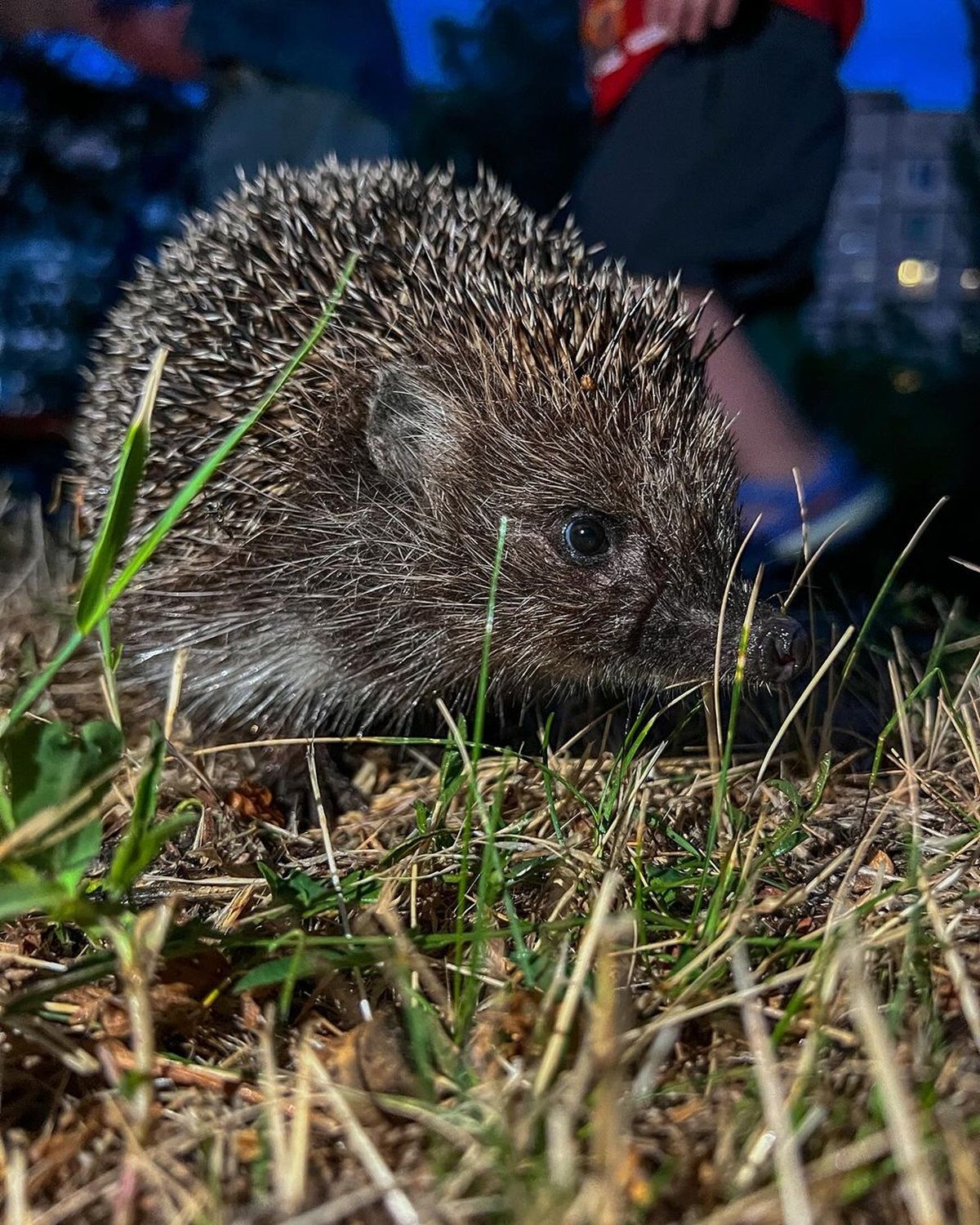 Фото: @hamster_dp_ru Фото: @hamster_dp_ua