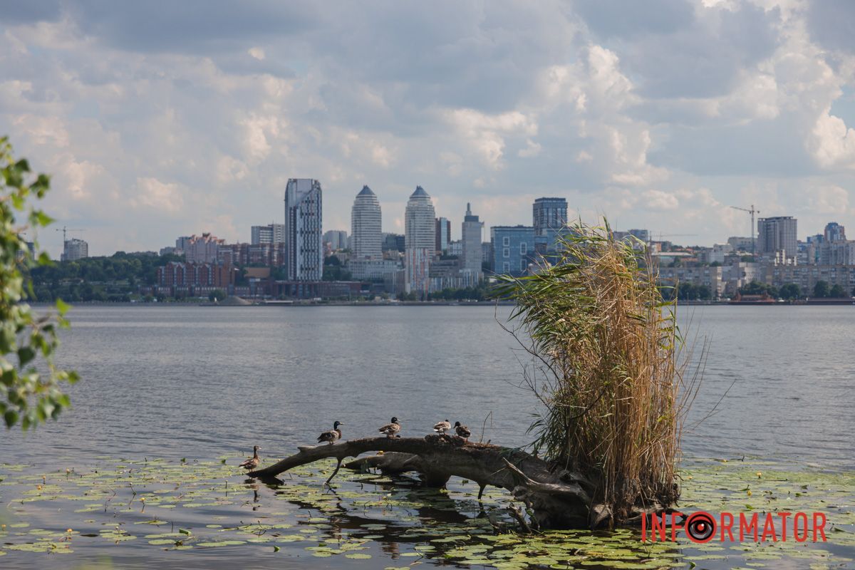 Заховався між ромашки.