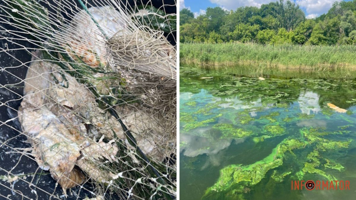 Рыба начала разлагаться: в Днепровском водохранилище произошел мор сомов