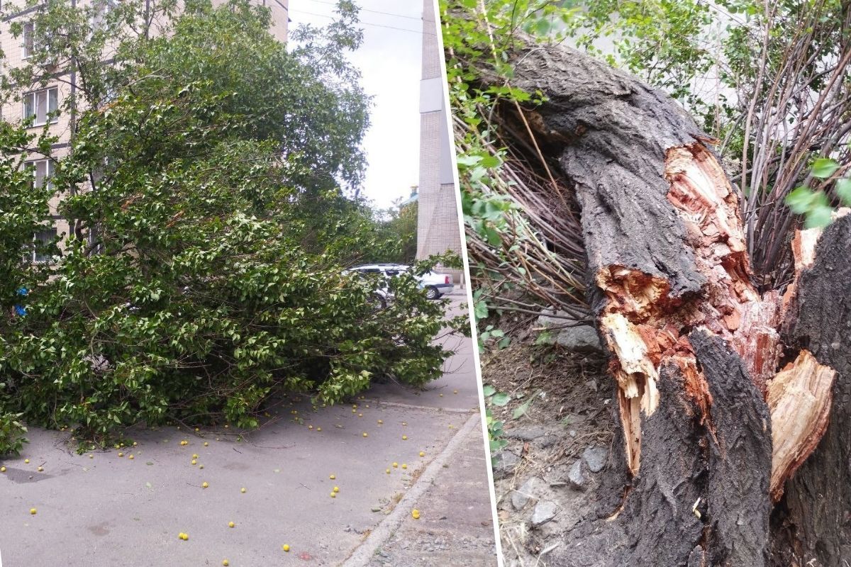 Дерево у Дворі на проспекті Героїв Дерево у Дворі на проспекті Героїв