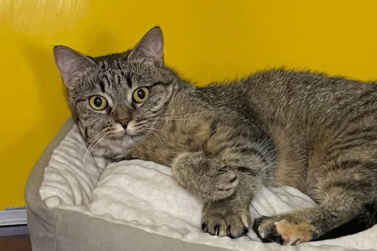 Большая уютная киска, любит сидеть на руках, общаться с людьми