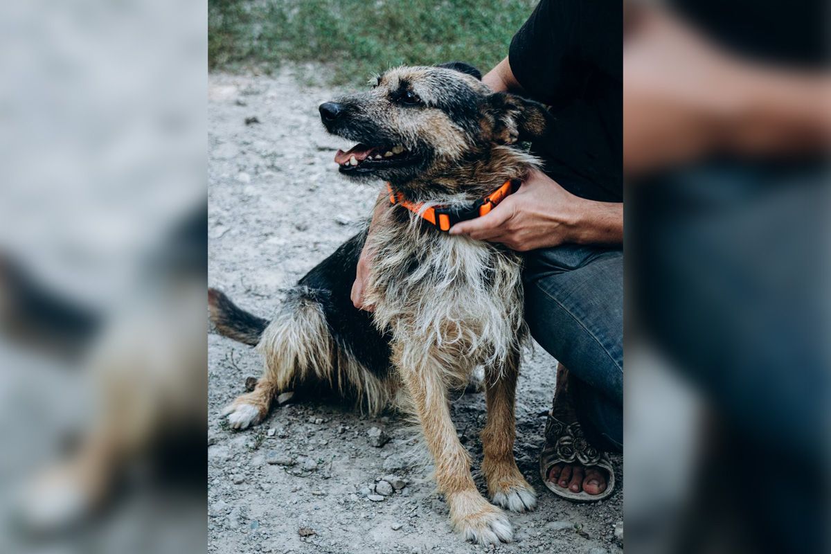 Пса Зая привезли из Бахмута