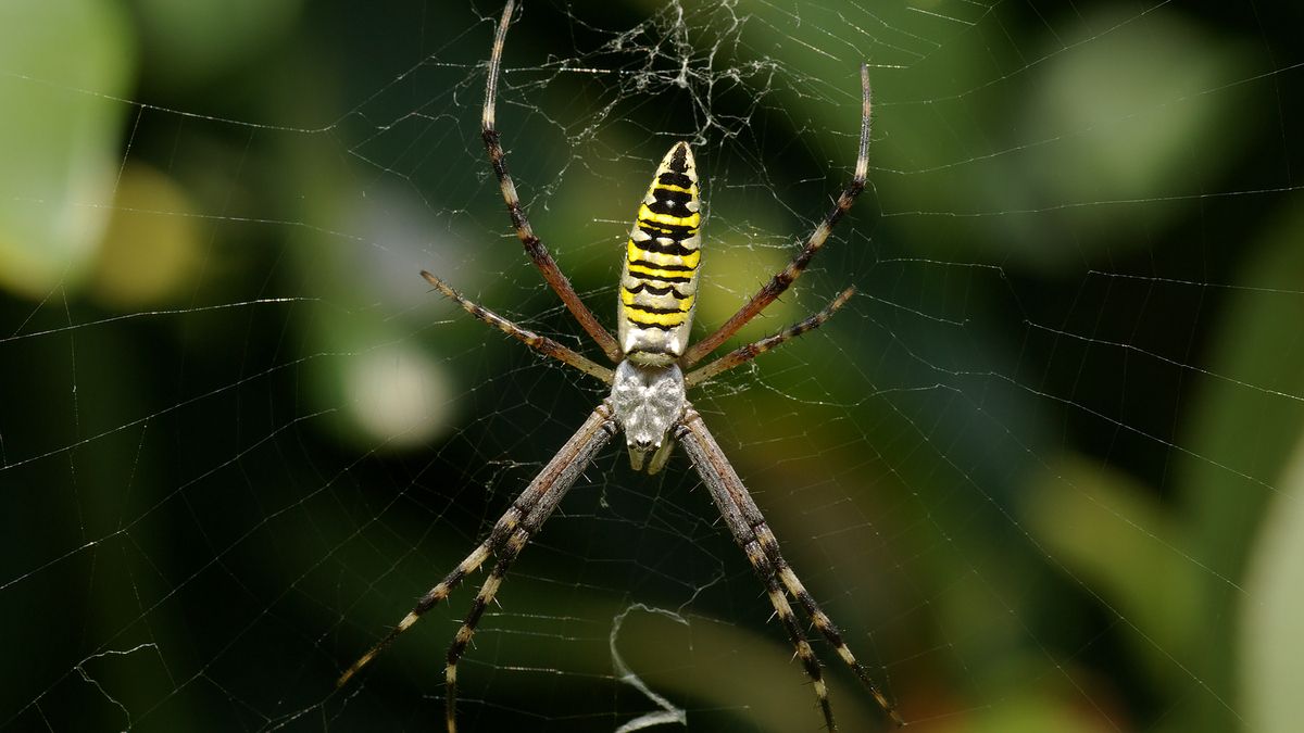 Ангіопа –  павук-зебра (павук–оса) 