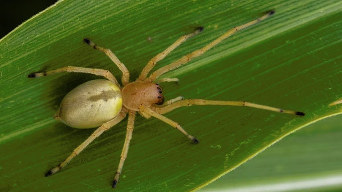 Жовті павуки Сак 