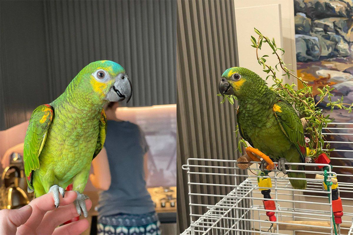 В Днепре разыскивают попугая