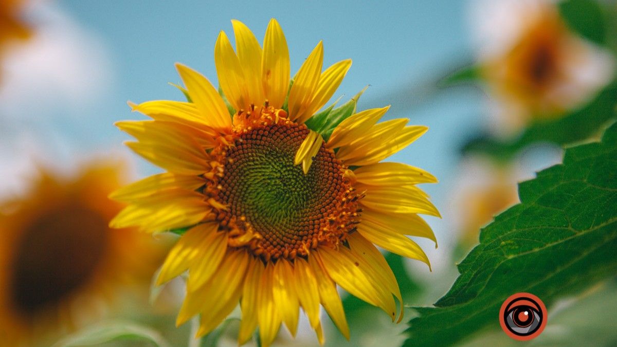 Погода на 4 липня: у Дніпрі буде ясно