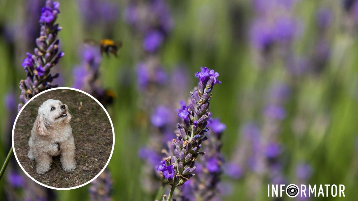 У Дніпрі вранці буде ясно, вдень — хмарно: прогноз погоди на 4 липня