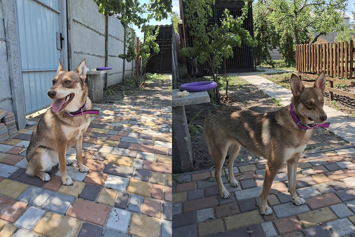 Притулок «Промінчик надії» Притулок «Промінчик надії»