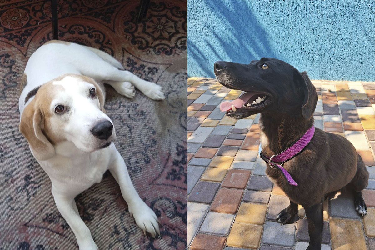 Притулок потребує допомоги Притулок потребує допомоги