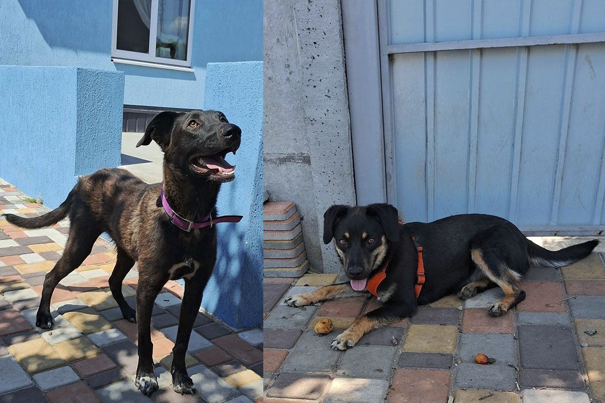 Пухнастики шукають дім Пухнастики шукають дім