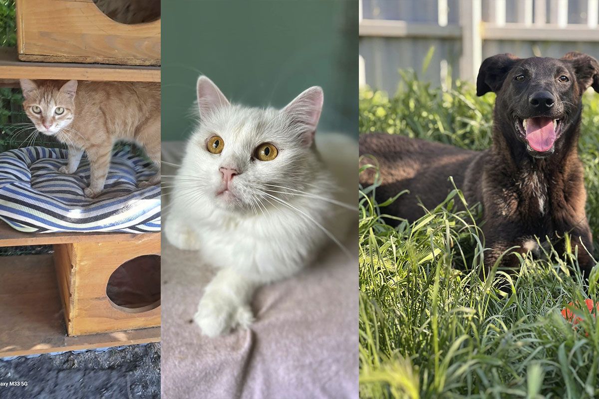 Тільки подивіться в ці оченята Тільки подивіться в ці оченята