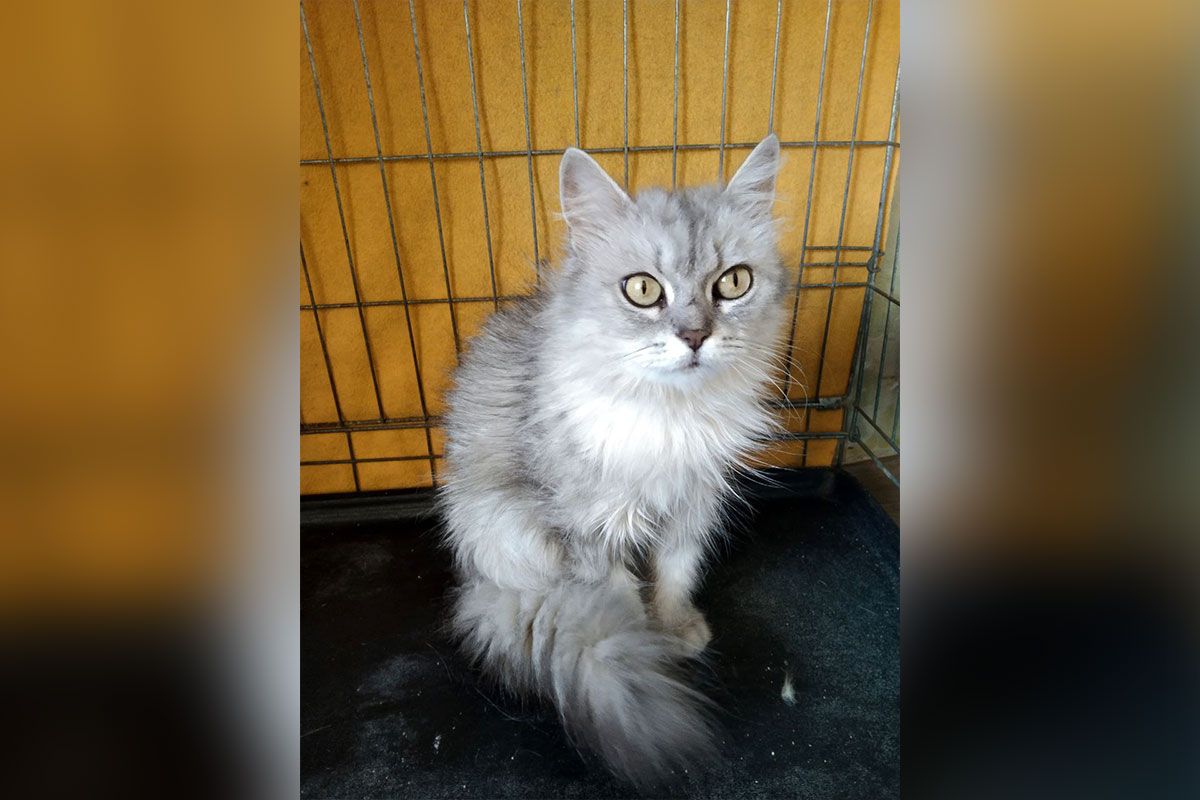 Це Ляля Це Ляля