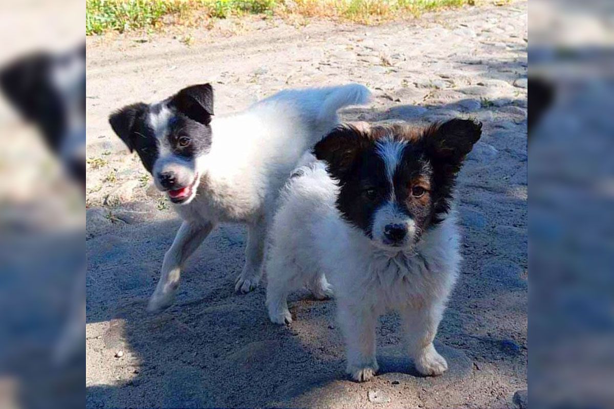 Вони шукають собі господарів Вони шукають собі господарів