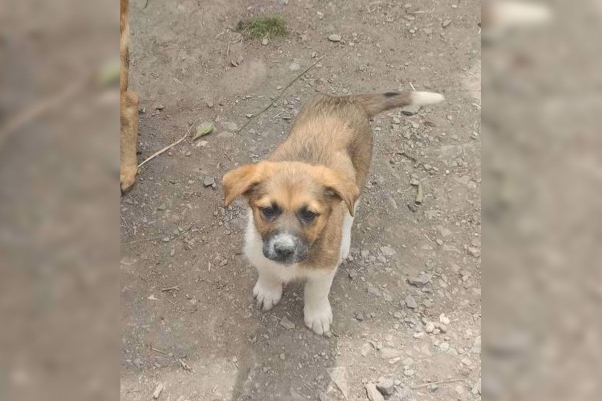 Це Бусолька Це Бусолька