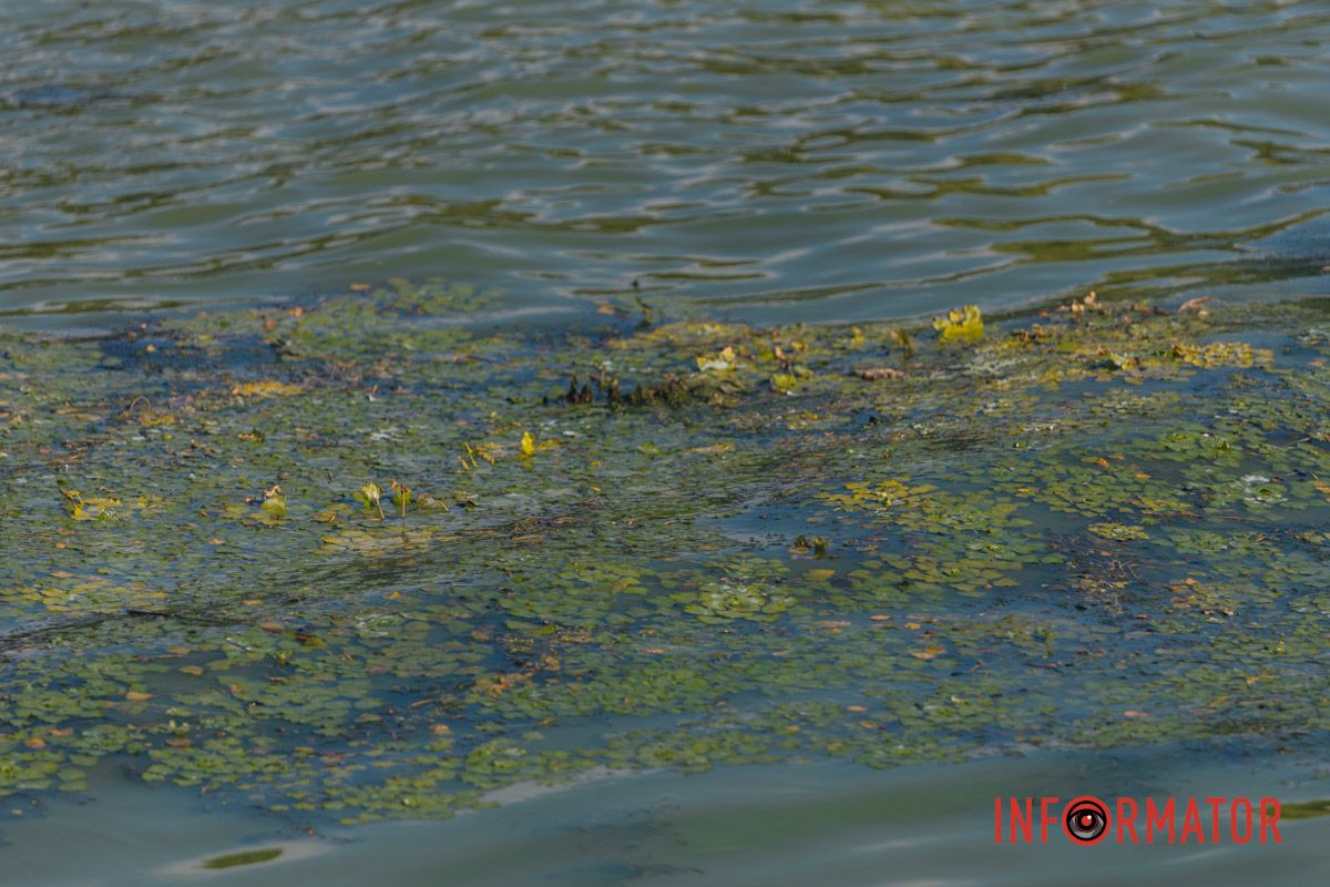 Днепр обмелел и покрылся мусором